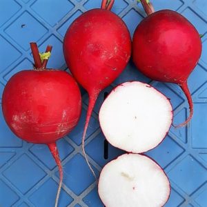 Reďkovka Prominence-F1.jpg